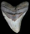 Huge, Megalodon Tooth - North Carolina #59013-1